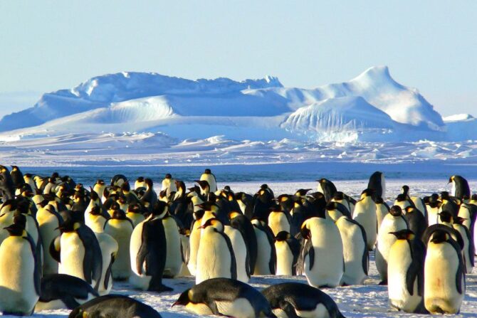 Group of Penguins in Antarctic