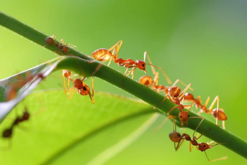 Group of Small Ants Climbing on Branch
