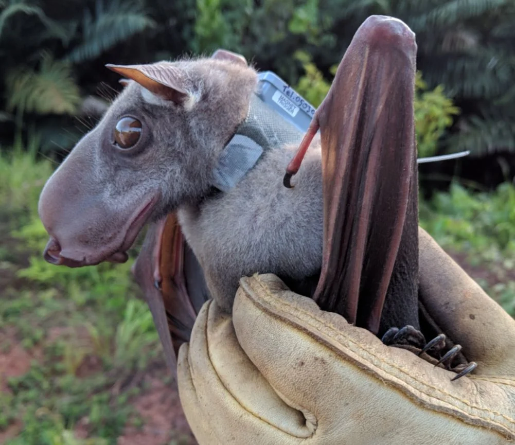 Hammer-headed Bat (Hypsignathus monstrosus)
