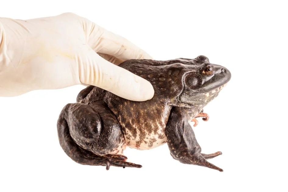 Hand with Glove Holding Frog