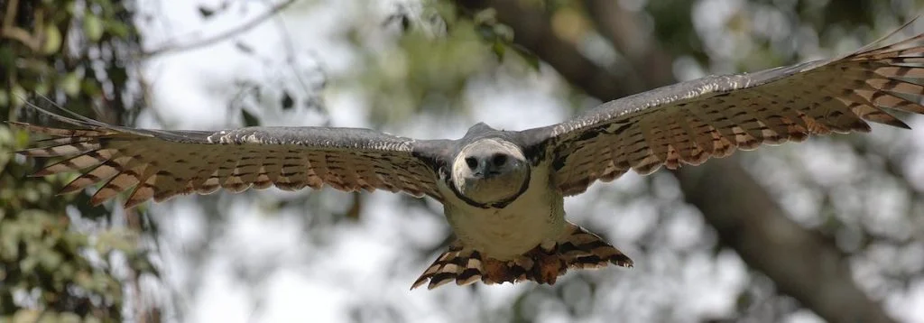 Harpy Eagle in Flight (Harpia harpyja)