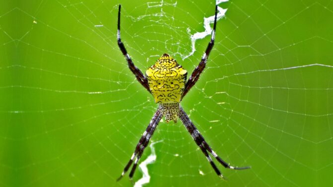 This beautiful garden spider, or zipper spider, or writing spider