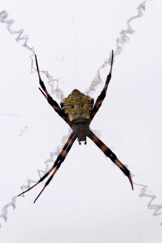 Hawaiian Garden Spider Appearance on Web