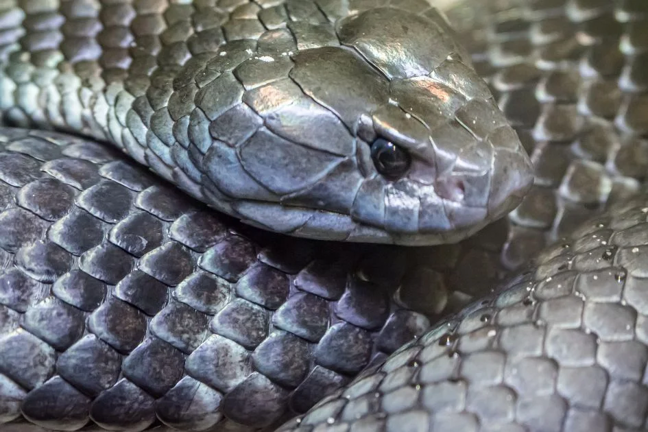 Head and Eye of Curled Up Australian Black Snake
