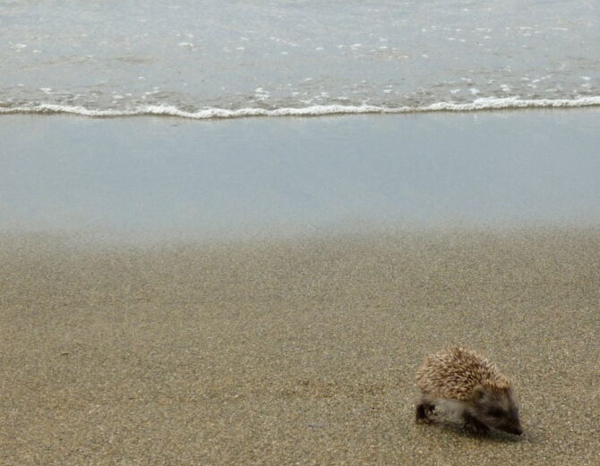 Hedgehog Walking on Beach