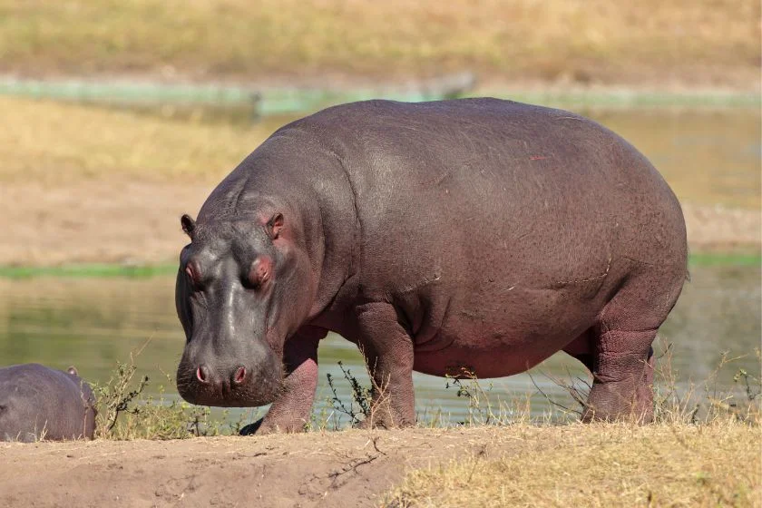 Hippopotamus (Hippopotamus amphibius)