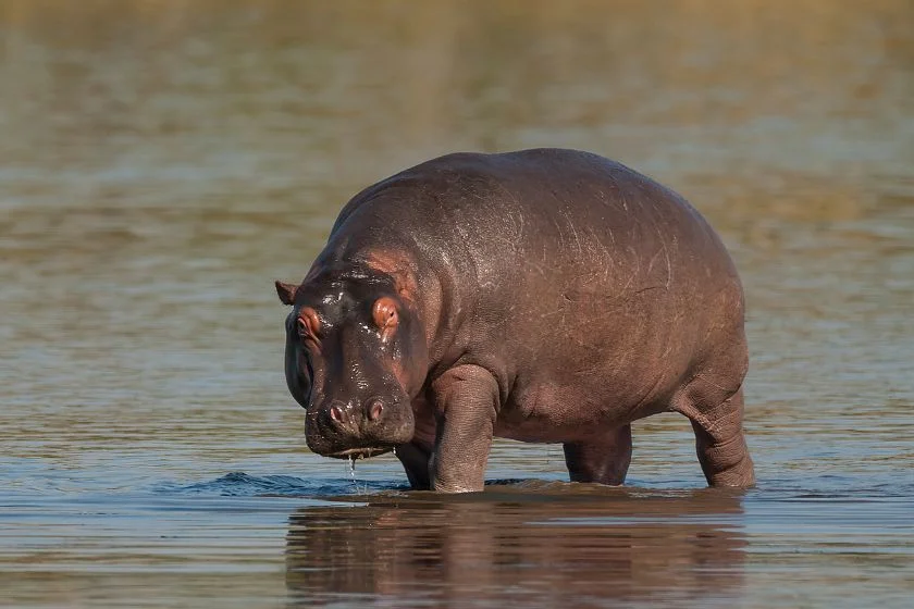 Hippopotamus (Hippopotamus amphibius) in Water