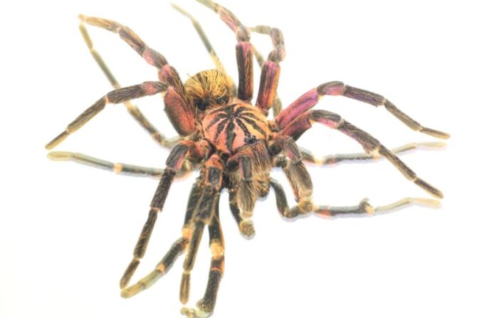 Hispaniolan giant tarantula (Phormictopus cancerides)