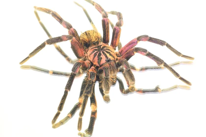 Hispaniolan giant tarantula (Phormictopus cancerides)