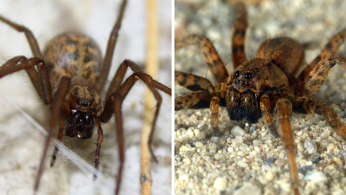 Hobo Spider Vs Wolf Spider 5 Differences & Similarities