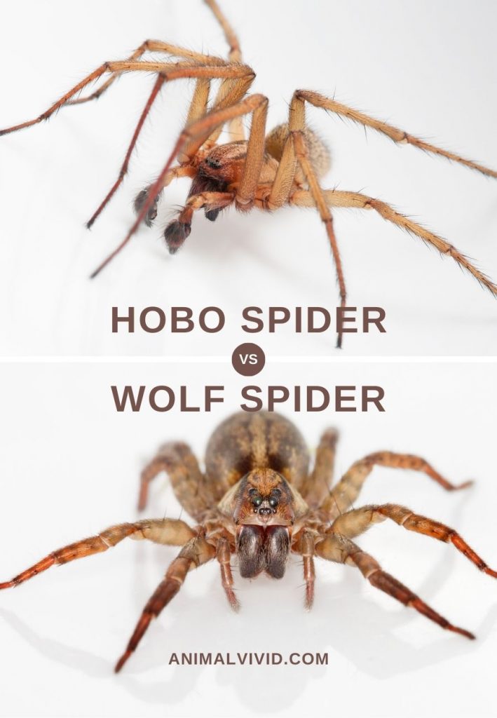 Hobo Spider and Wolf Spider Comparison