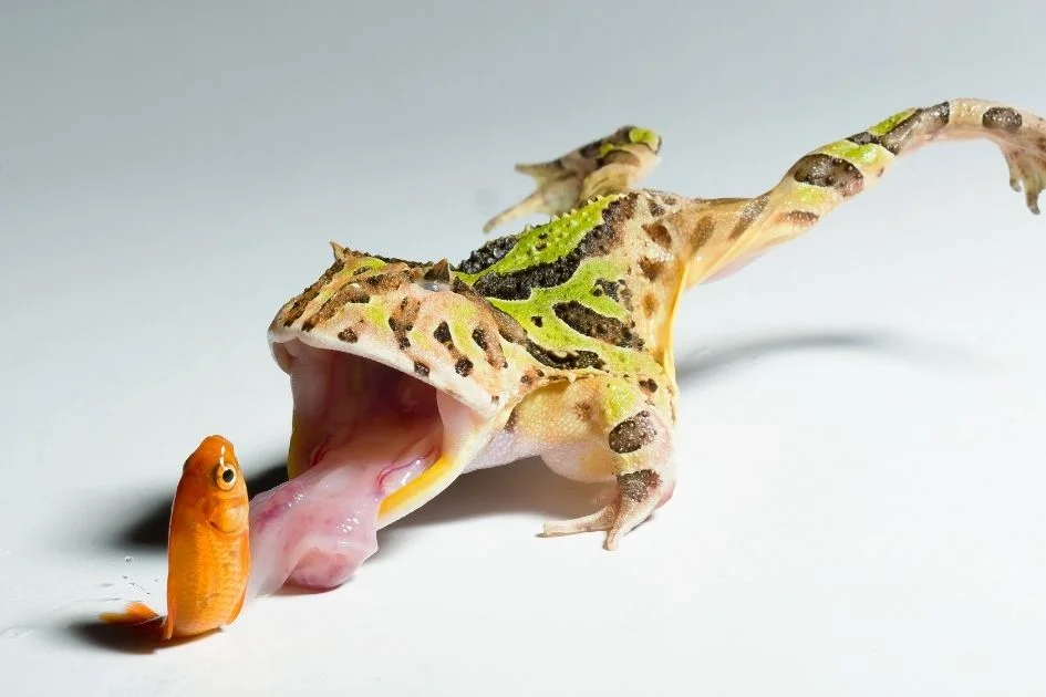Horned Frog Picking Up a Small Fish with Tongue to Eat