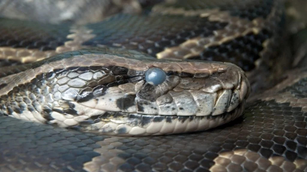 How Do Snakes Sleep With Their Eyes Open