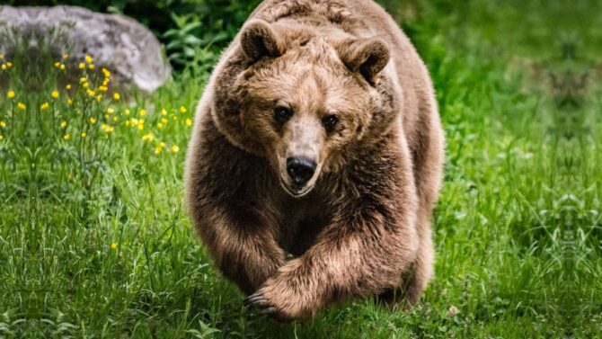 How Fast Can A Grizzly Bear Run? (Can You Outrun A Bear?)
