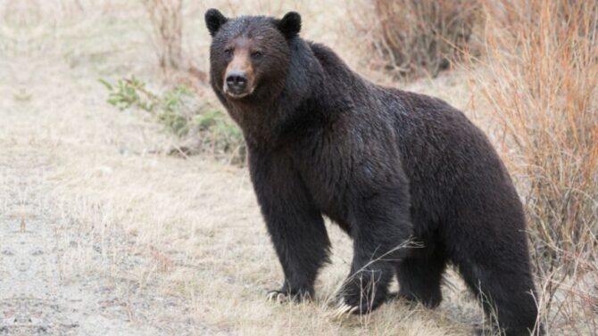 A Bear Standing on Dry Grass