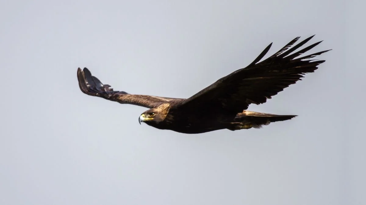 How Fast Can An Eagle Fly Top 5 Fastest Eagle Flight Speeds