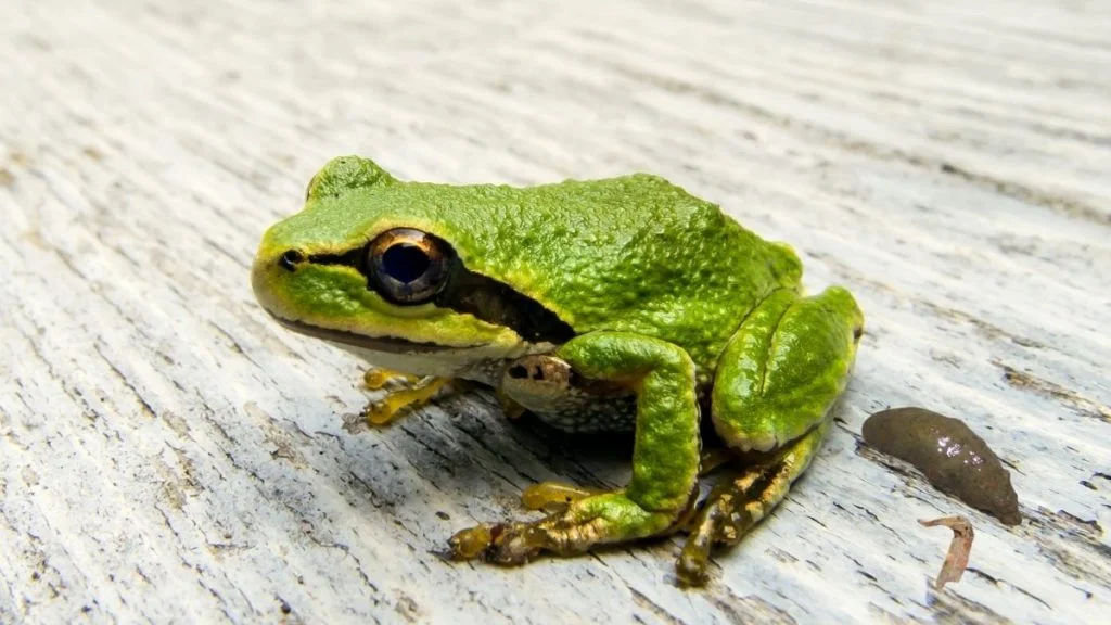 How To Keep Frogs From Pooping On Porch (7 Sure Ways)