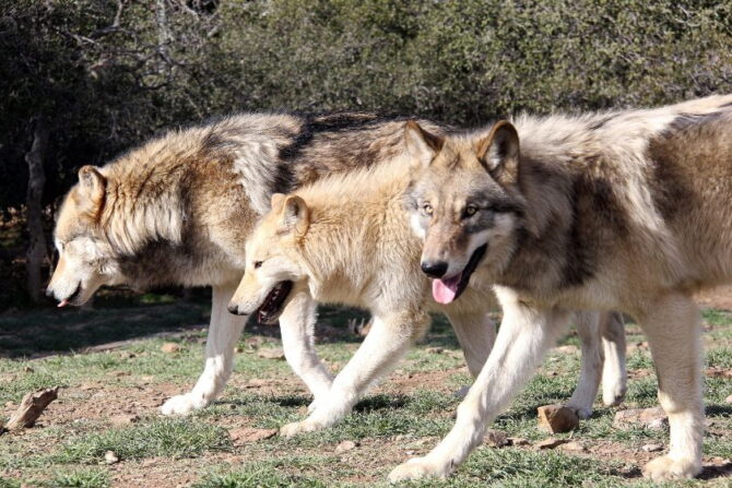 Interior Alaskan wolf or Yukon Wolf Pack (Canis lupus pambasileus)