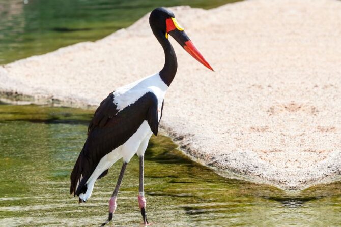Jabirus (Jabiru mycteria)