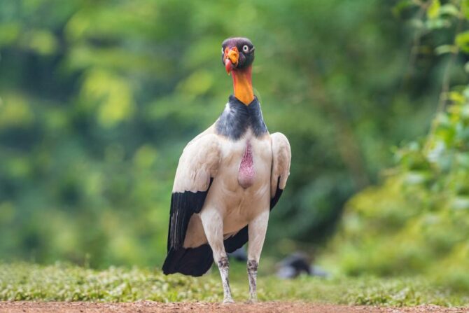 King Vulture (Sarcoramphus papa)