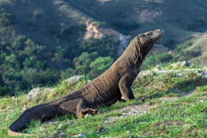 Komodo Dragon (Varanus komodoensis)