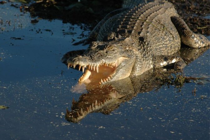 Large Saltwater Crocodile (Crocodylus porosus)