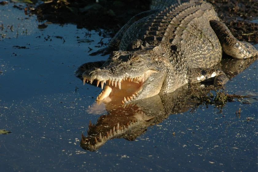 Large Saltwater Crocodile (Crocodylus porosus)