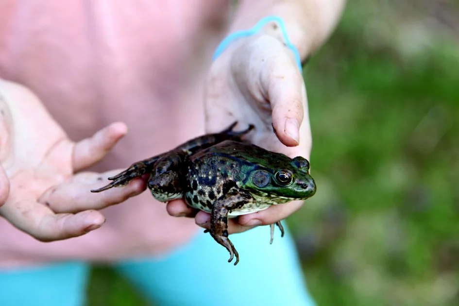Little Girl Holding a Frog
