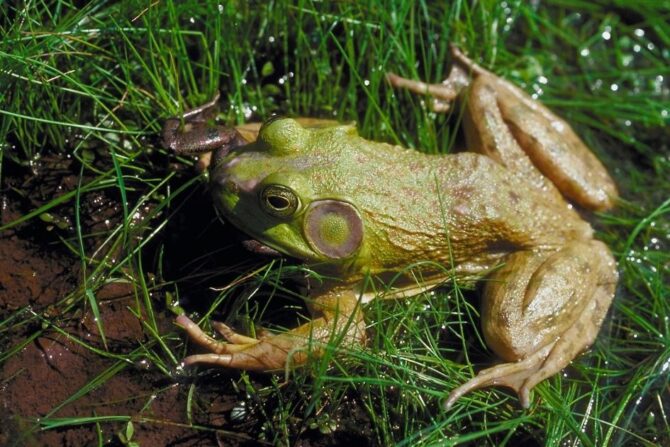 Male Bullfrog Eating Carpenter Frog