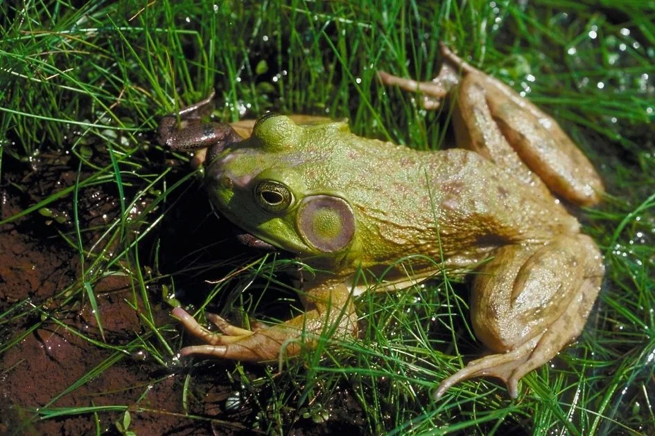 Male Bullfrog Eating Carpenter Frog