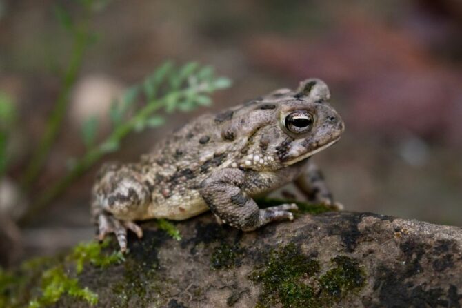 Male Fowler's Toad on Rock
