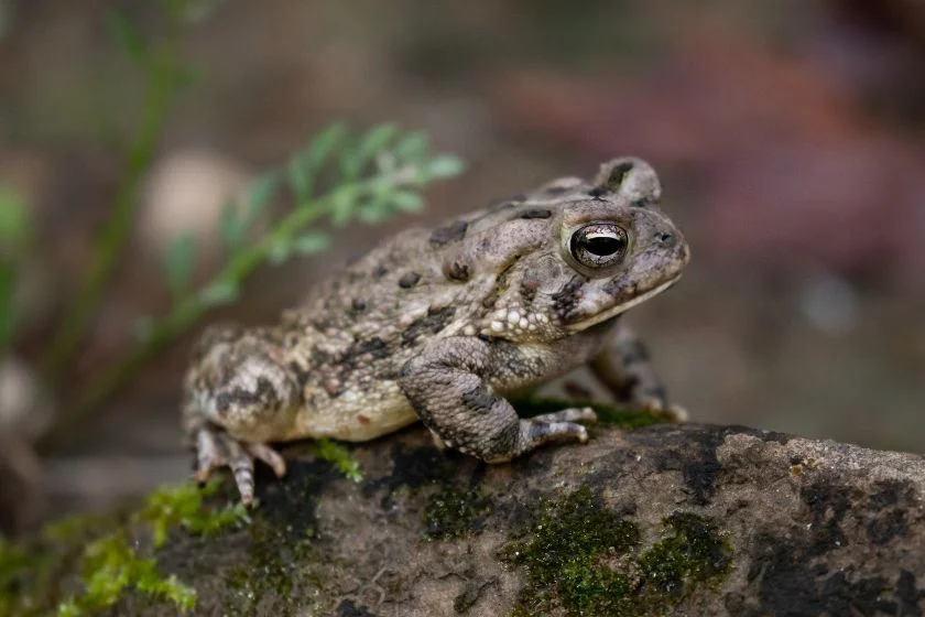 Male Fowler's Toad on Rock