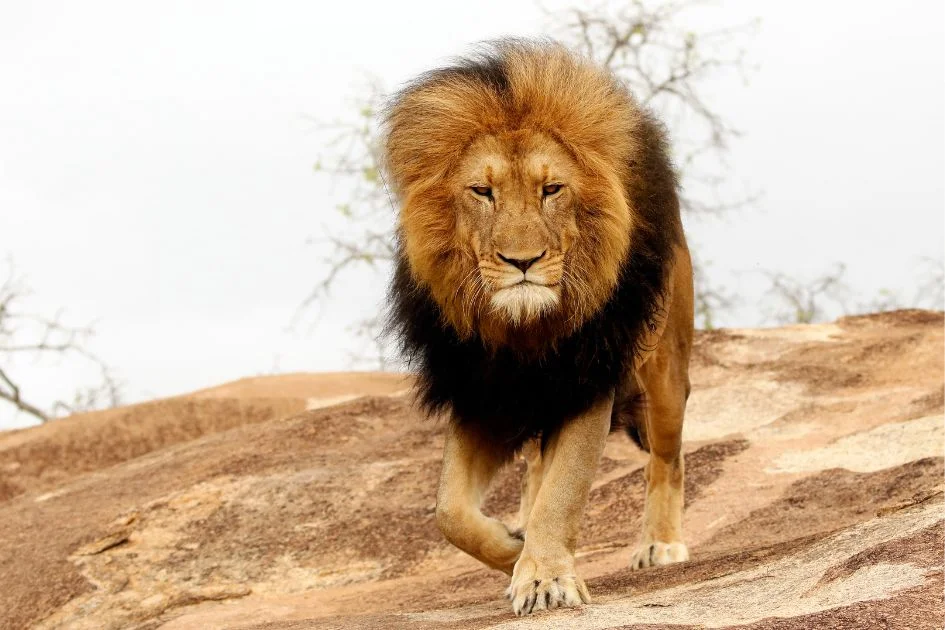 Male Lion (Panthera leo)