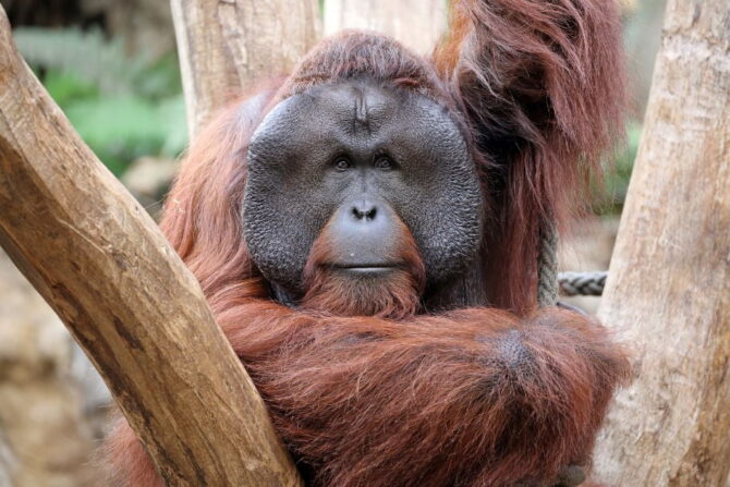 Male Orangutan (Pongo)