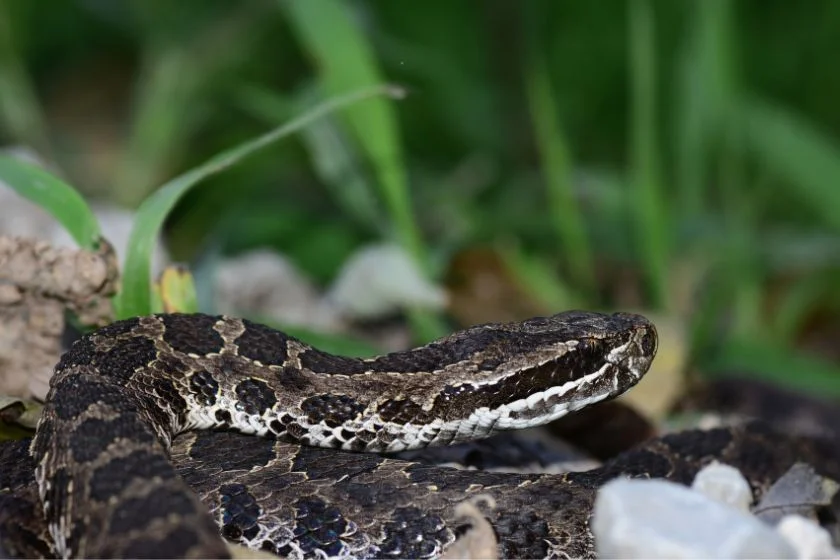 Massasauga Rattlesnake (Sistrurus catenatus)