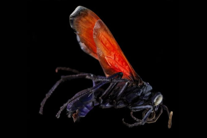 Mata Cacata (Pepsis Rubra)