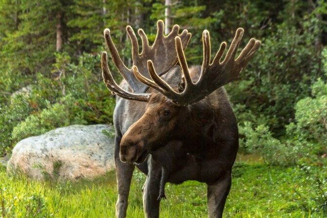 Close View of Large Moose (Alces alces) Standing Looking Aside