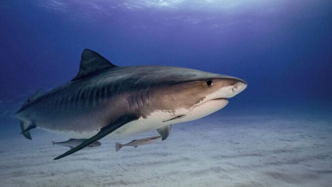 Most Dangerous Animals In Dominican Republic – Tiger Shark