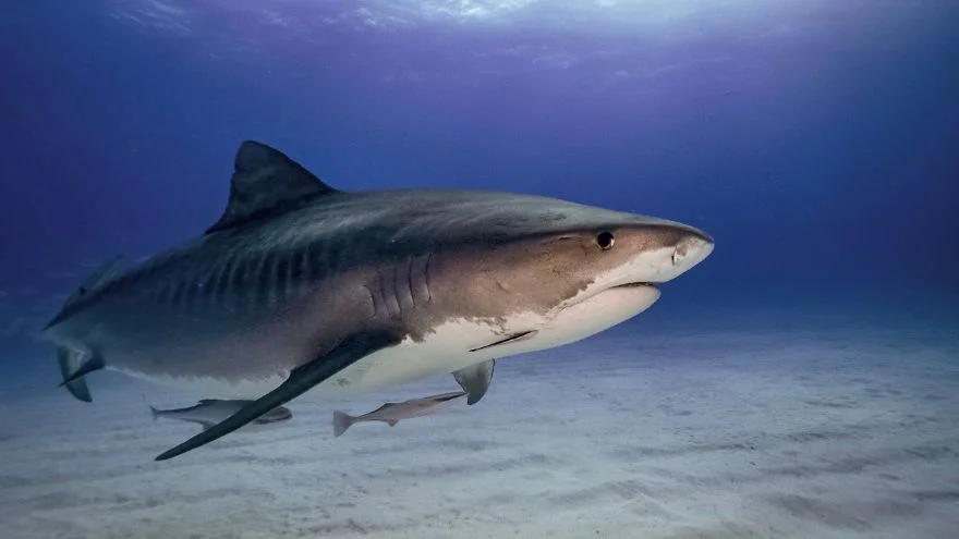 Most Dangerous Animals In Dominican Republic – Tiger Shark