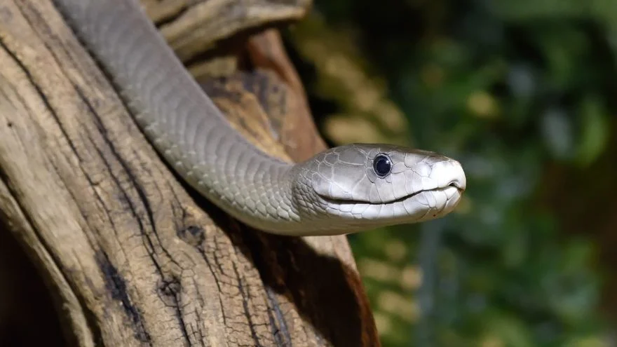 Most Dangerous Animals In Gambia