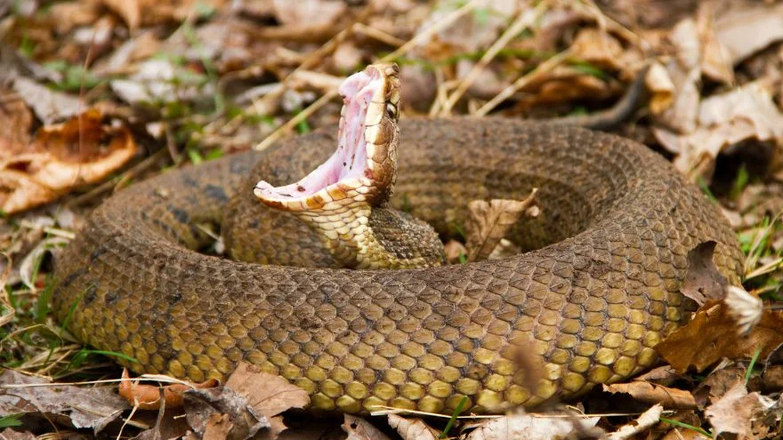 Most Dangerous Animals In South Carolina That Are Deadly
