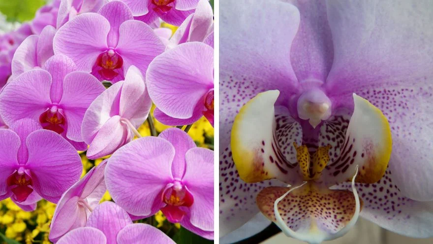 Moth Orchid (Phalaenopsis)