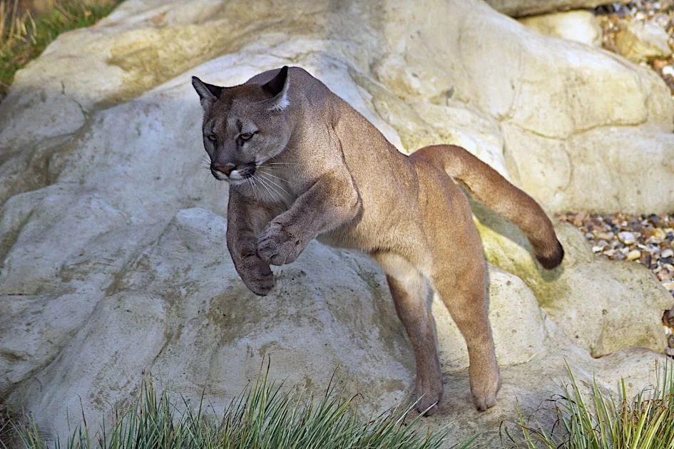 Mountain Lion (Puma concolor) Leaping on Rock