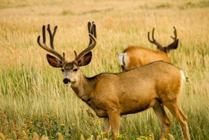 Mule Deer (Odoceilous heimonus)