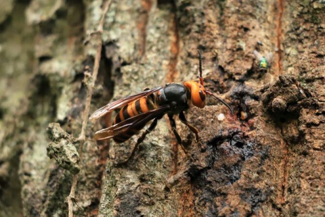 Murder Hornets (Vespa mandarinia)
