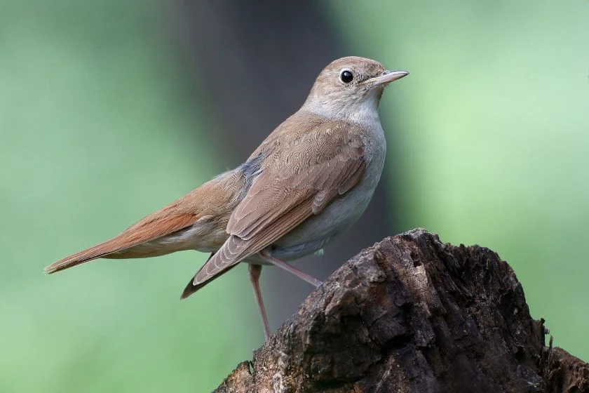 Nightingale (Luscinia megarhynchos)