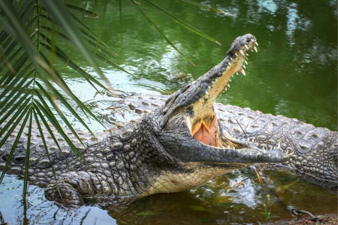 Nile Crocodile (Crocodylus niloticus)