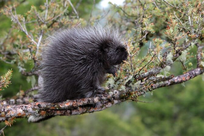 North American Porcupine (Erethizon dorsatum) on a Tree Branch