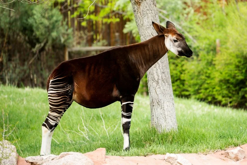 Okapi (Okapia Johnstani)