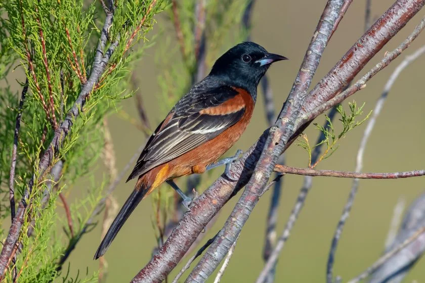 Orchard Oriole (Icterus spurius)